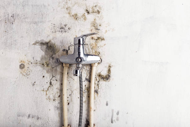 Best Certified Mold Removal  in Blue Mountain, MS