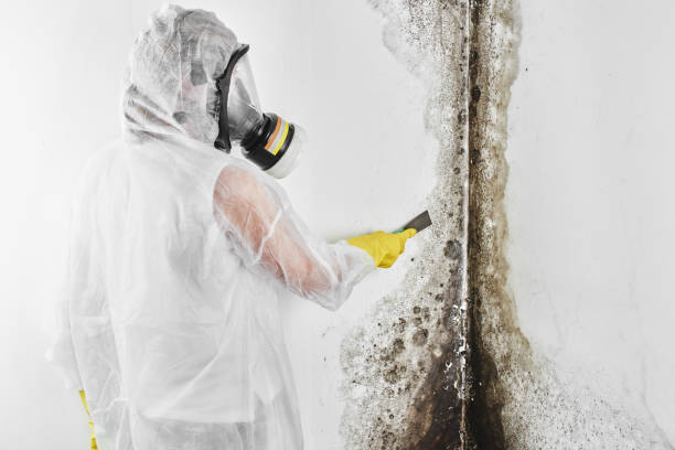 Best Mold Testing  in Blue Mountain, MS
