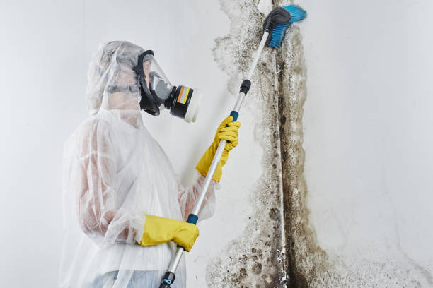 Best Mold Removal Process  in Blue Mountain, MS