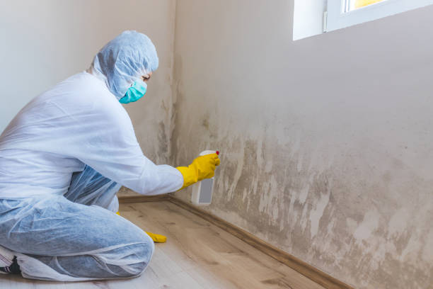 Best Emergency Mold Removal  in Blue Mountain, MS