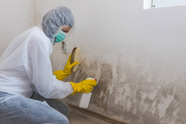 Office Mold Removal Services in Blue Mountain, MS