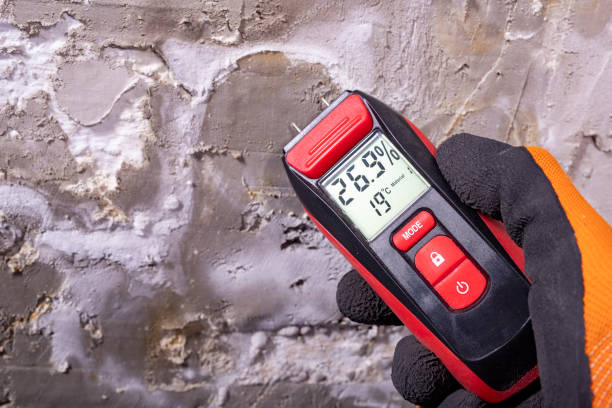 Best Mold Damage Repair  in Blue Mountain, MS