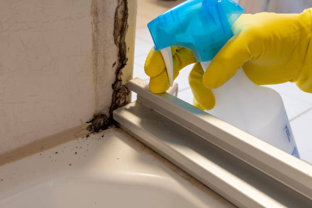 Best Office Mold Removal Services  in Blue Mountain, MS