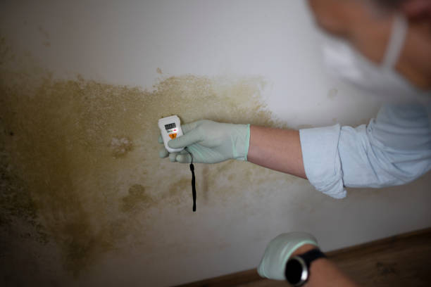 Best Mold Removal Near Me  in Blue Mountain, MS