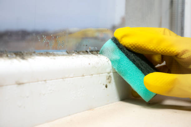 Best Professional Mold Removal  in Blue Mountain, MS