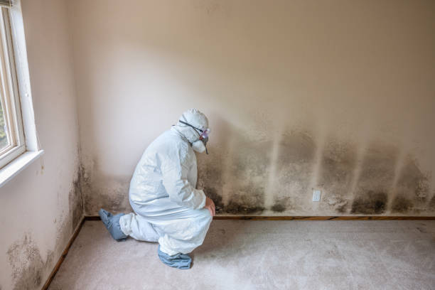 Best Toxic Mold Removal  in Blue Mountain, MS