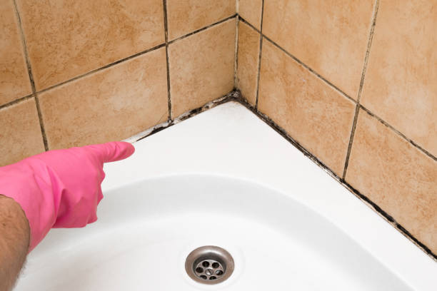 Best Mold Removal Near Me  in Blue Mountain, MS