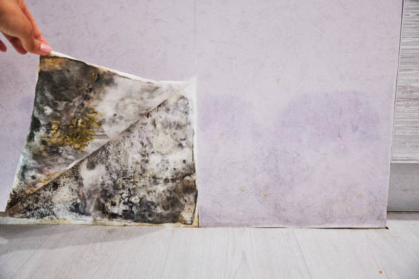 Reliable Blue Mountain, MS Mold Removal Solutions